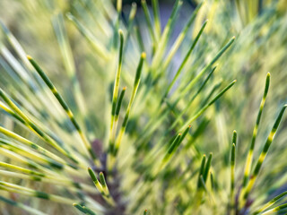 Close up of coniferous tree, needles of evergreen plant