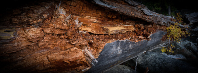 Fallen Tree