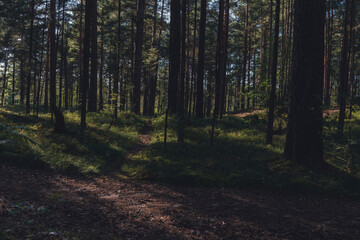 Fototapeta premium Sun-dappled forest with tall pine trees and shadowed ground