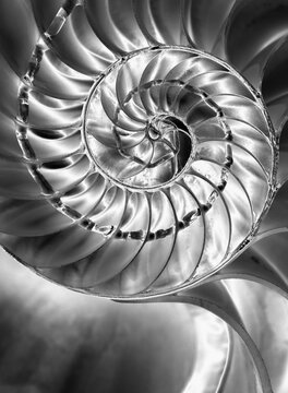 Black and white spiral shell showcasing nature's geometry