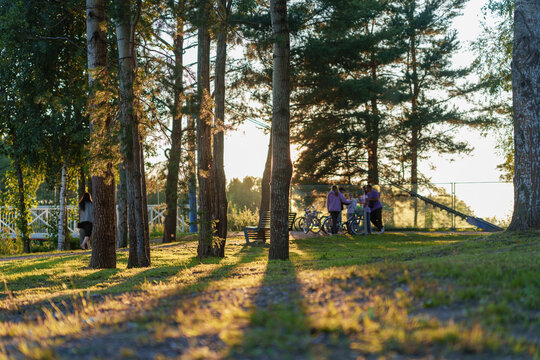 A sunlit forest park during golden hour