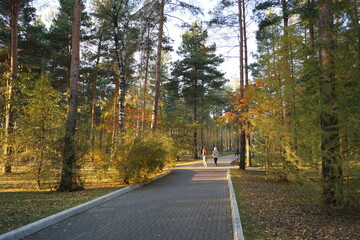 road in autumn forest