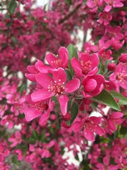 Obraz premium pink flowers