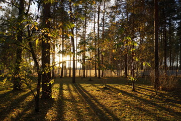 Naklejka premium path in the autumn forest