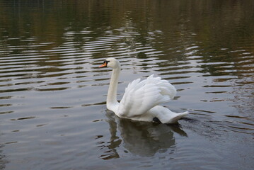 swan on the lake