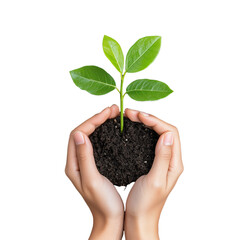 Hands holding young plant on transparent background