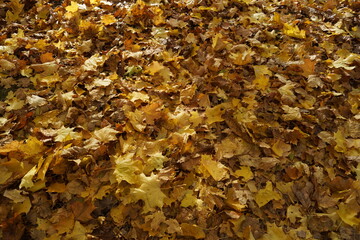 autumn leaves on the ground