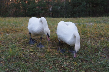 swans in the park