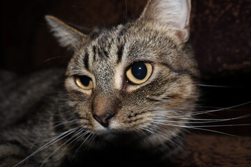 sad gray cute fluffy cat lies on a chair or bed and looks as if asking for food