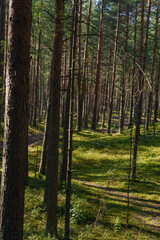 Obraz premium Sunlit forest path with pine trees in dense woodland