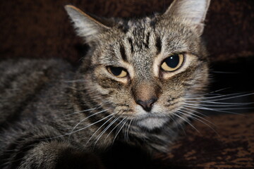 sad gray cute fluffy cat lies on a chair or bed and looks as if asking for food