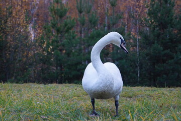 swan in the park