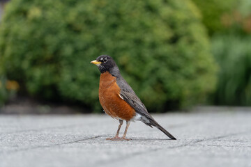 American robin with green background