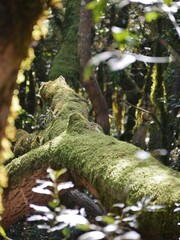 Obraz premium Moose, Flechten und Farne an Bäumen Garajonay