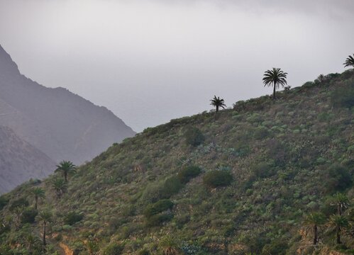 Palmen auf Berg auf La Gomera