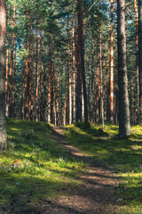 Sunlit forest path with pine trees in dense woodland
