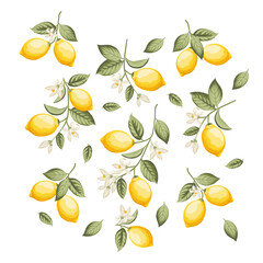 Set of different lemon branches on white background