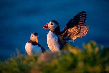 Puffins in Iceland at sunrise