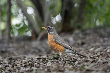 American robin on the ground