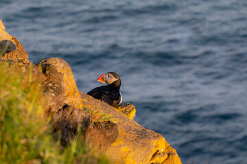 Puffins at sunset in Iceland
