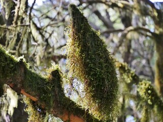 Flechten hängen an Bäumen im Nationalpark Garajonay