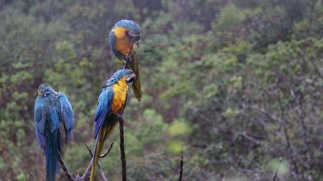Several blue parrots Hyacinth Macaw, Anodorhynchus hyacinthinus, wild bird at Goias, Brazil	