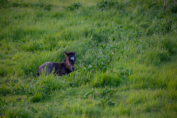 Horses in Iceland at sunset