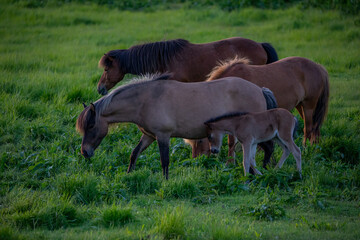 Horses in Iceland at sunset