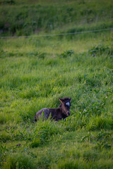 Horses in Iceland at sunset