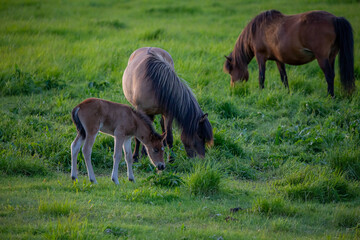 Horses in Iceland at sunset
