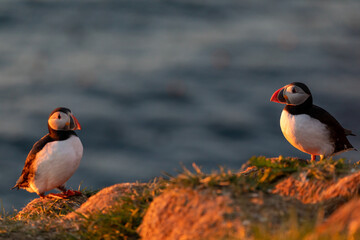 Puffin in Iceland at sunrise