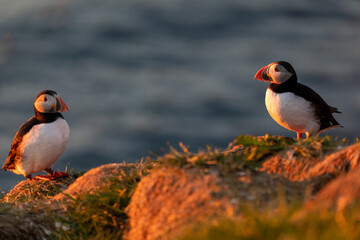 Puffin in Iceland at sunrise