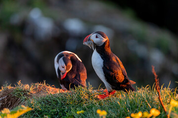 Puffins at sunrise in Iceland