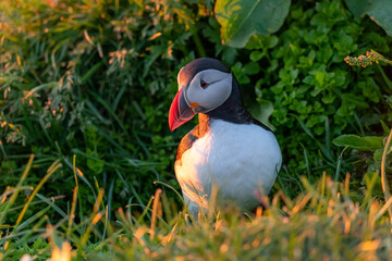 Puffins at sunrise in Iceland