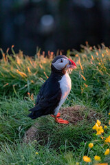 Puffins at sunrise in Iceland