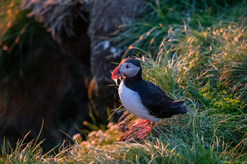 Puffins at sunrise in Iceland