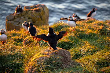 Puffins at sunrise in Iceland