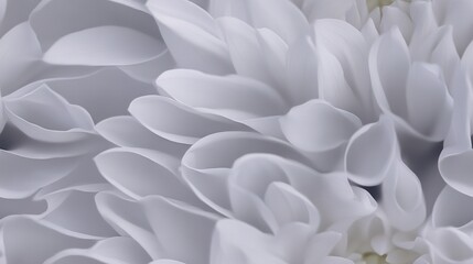 Obraz premium A white flower with many petals at its center