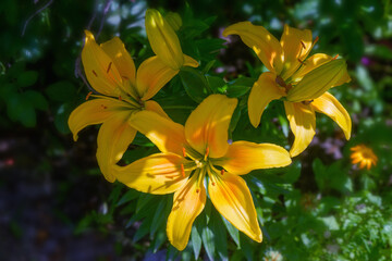Yellow lily flowers in nature. Charming blooming tender lily flower - summer background for advertising and isolating.