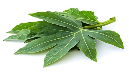 Obraz premium Green Leaves Isolated on a White Background