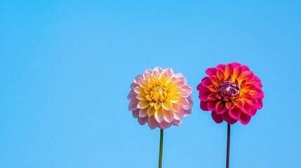 Vibrant Blooms: A Bold Contrast of Yellow and Red Flowers Against a Calm Blue Backdrop