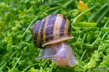 Snail on a green plant , in the yard