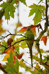 Un oiseau de l'automne 