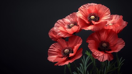 Beautiful Red Poppies on Black Background Banner Design