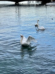 Water swan 