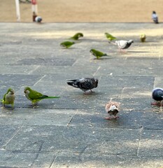 Barcelona birds 