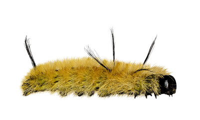 American Dagger moth caterpillar, fuzzy yellow with black spikes of setae, isolated cutout on transparent