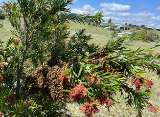 A large swarm of bees that have left the nearby hive and landed in a bottlebrush tree