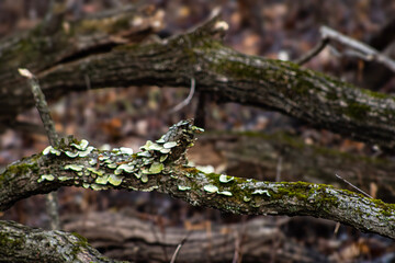Moss on trunk