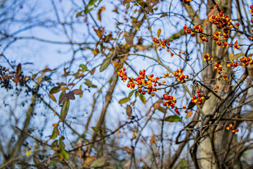 autumn tree with berries